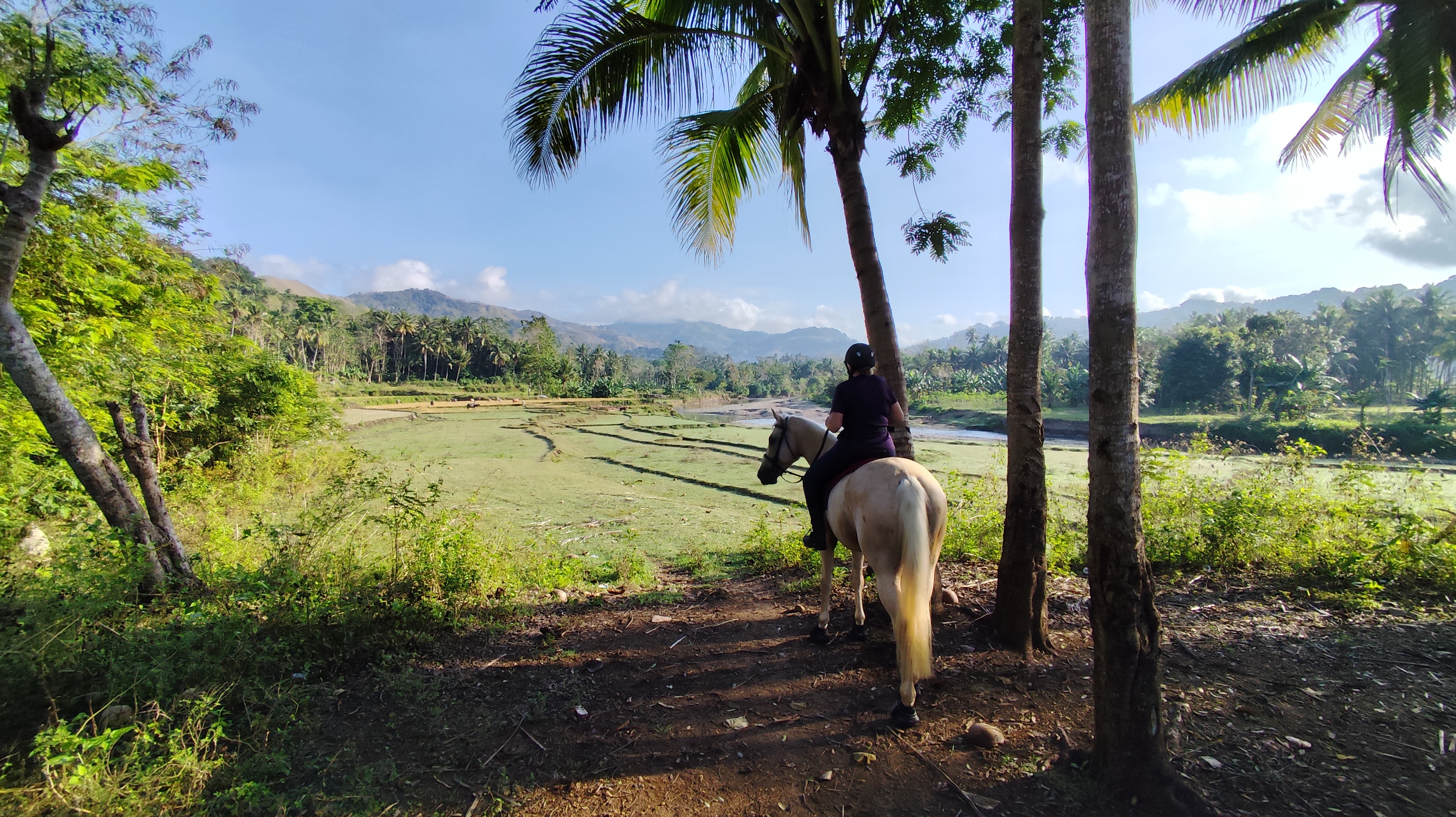 Rider on a white horse looking out over Sumba rice fields
