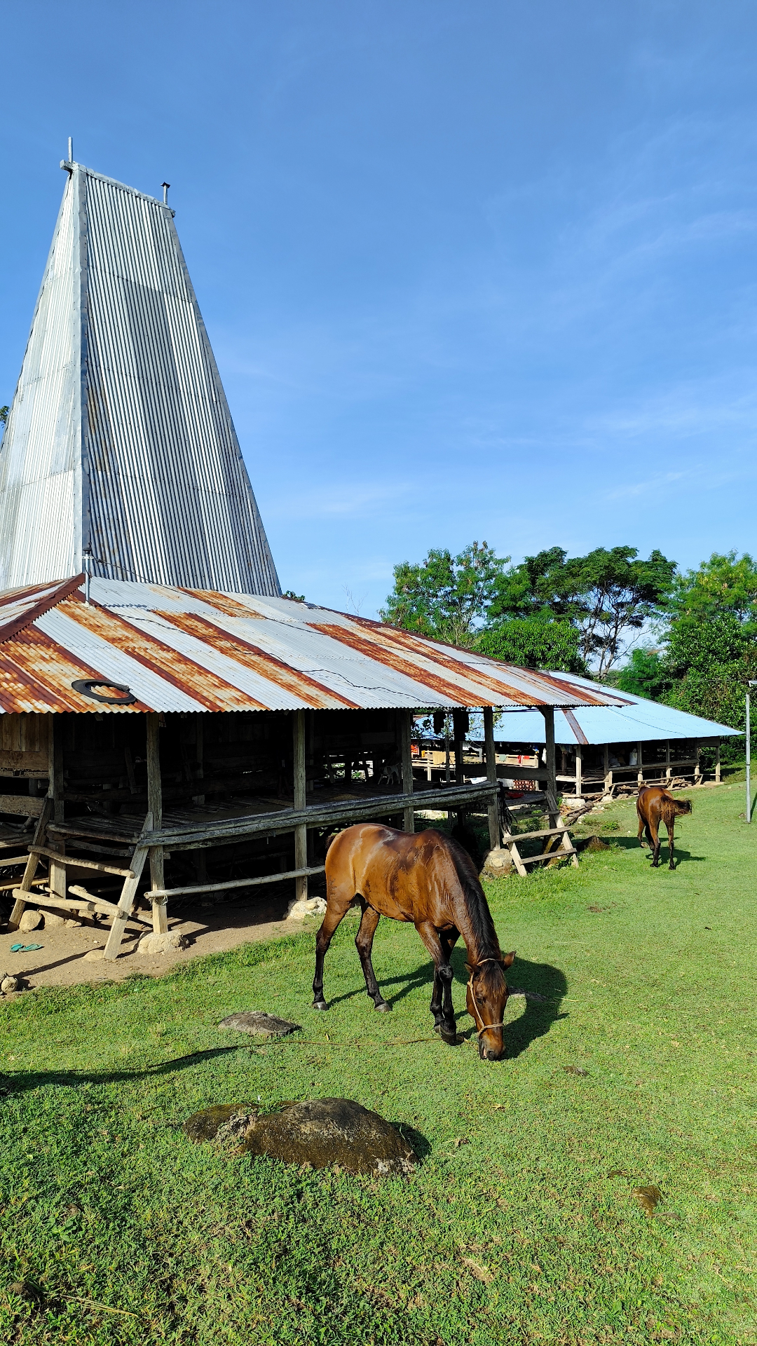 Horses grazing beside a traditional Sumba stable with peaked roof